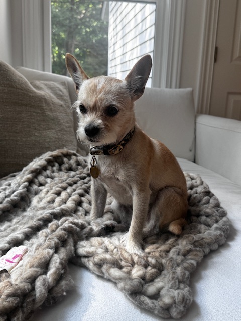 Luna, a chihuahua-terrier  sits on a couch and throw blanket.