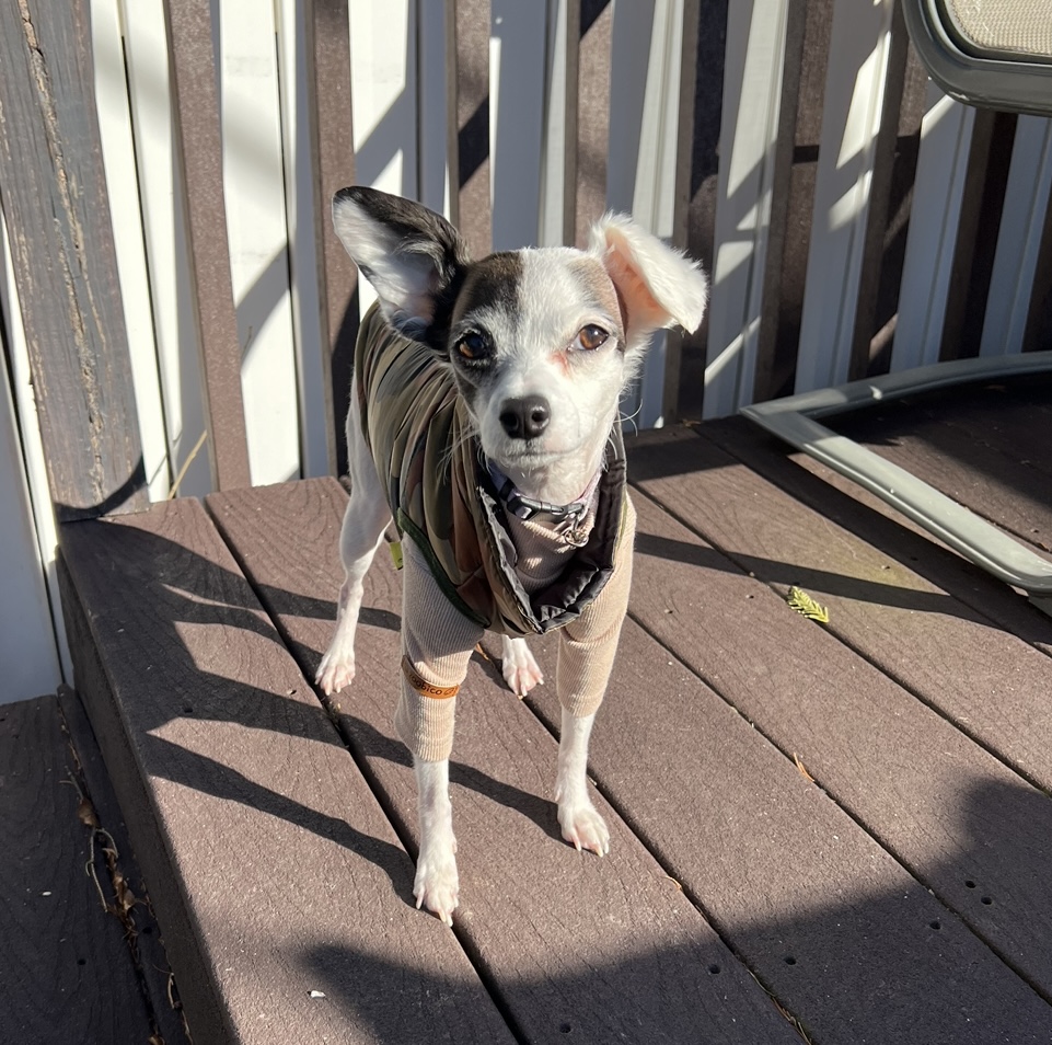 Luna, a chihuahua-mix, stands on a deck in a tan sweater.