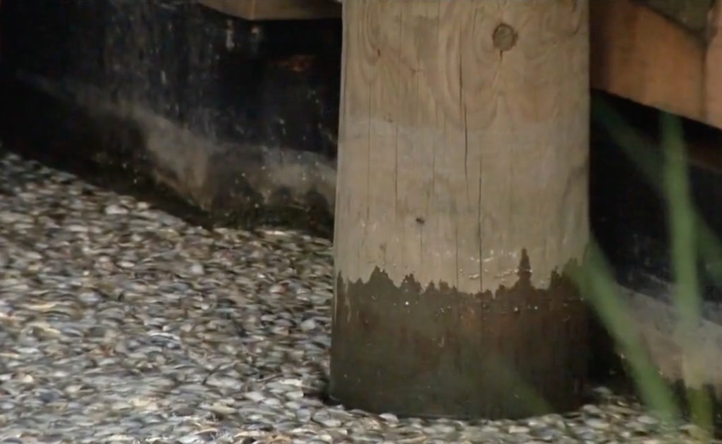 Dead fish floating along Osborn Island in Little Egg Harbor 