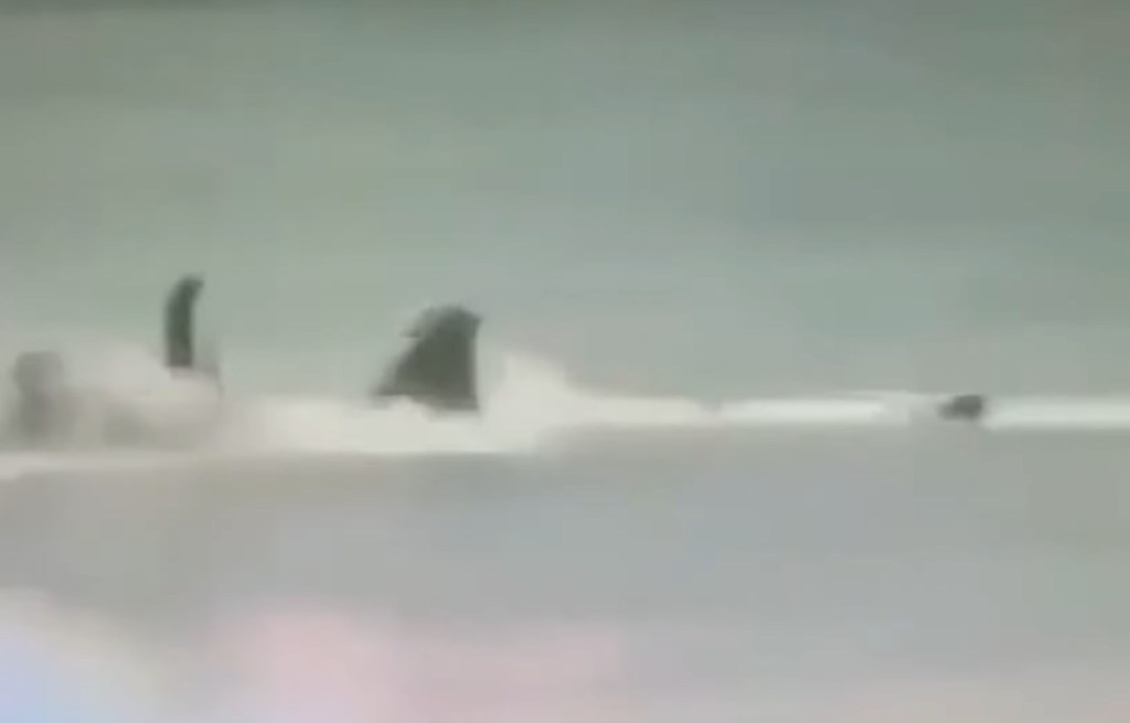 The horrifying footage captured the moment Kai McKenzie desperately tried to escape the shark's clutches.