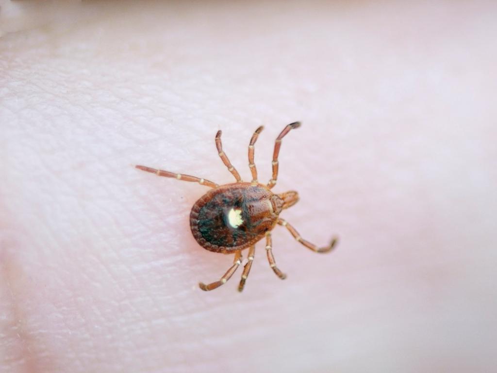 When ticks bite humans, they introduce a sugar molecule called alpha-gal into the body.