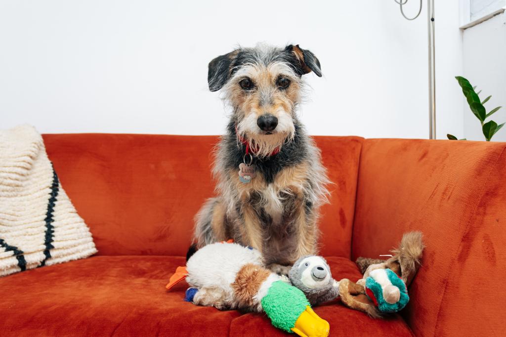 Schauzer-mix Luna sitting on an orange couch with dog toys. 