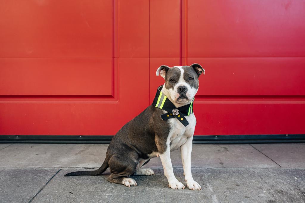 American bulldog Luna sits in front oa red exterior door. 