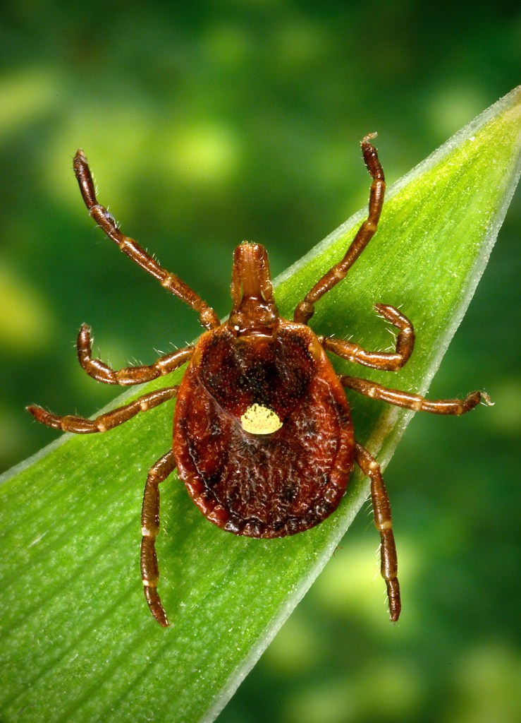 Growing evidence suggests that it is primarily associated with the bite of lone star ticks in the US, but other kinds of ticks have not been ruled out.