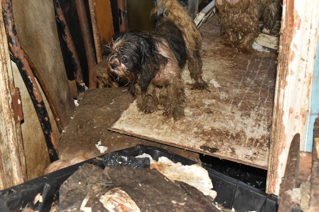 A dog living in filthy in Grant's house.