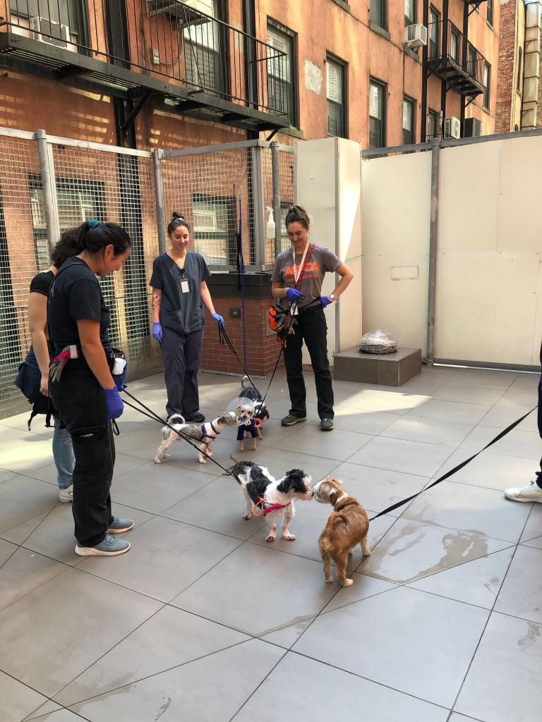 Animals treated an after being rescued from a serial pet hoarder are seen in photos repleased by the ASPCA 