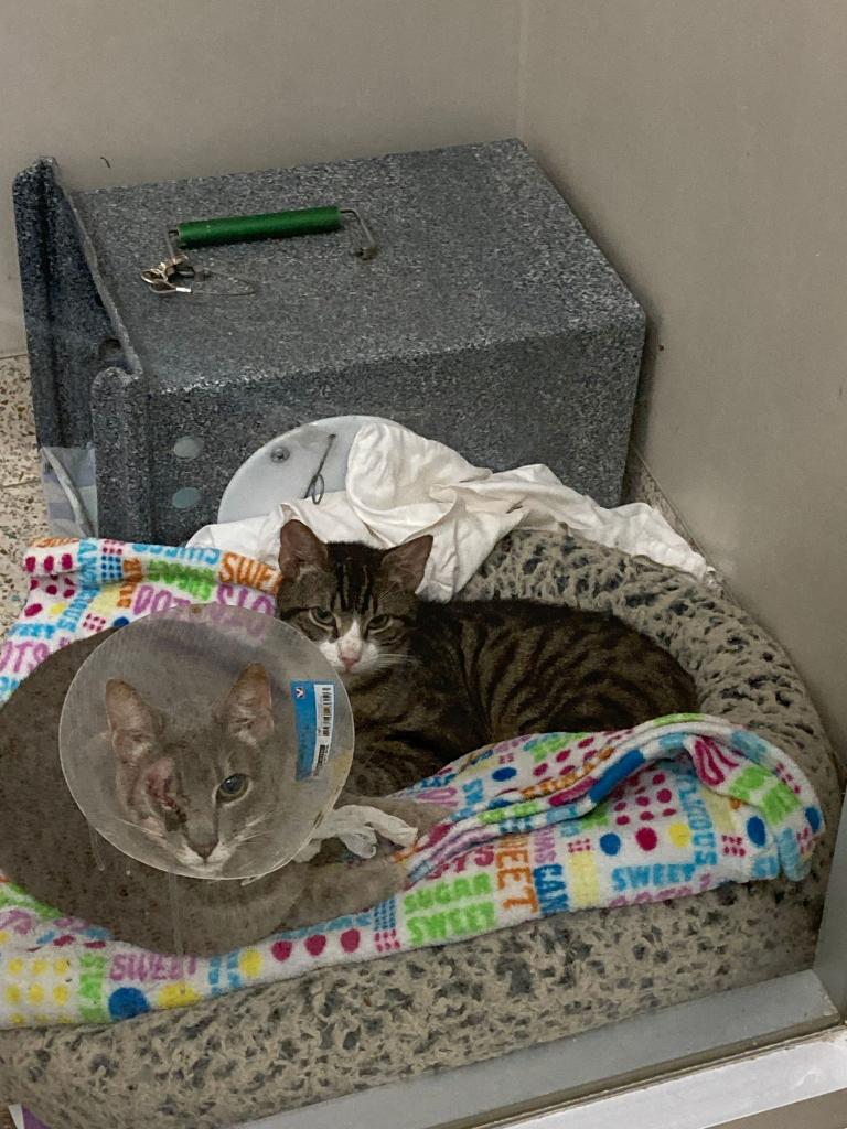 Two of the cats sleeping in a bed after being rescued from the filthy house.