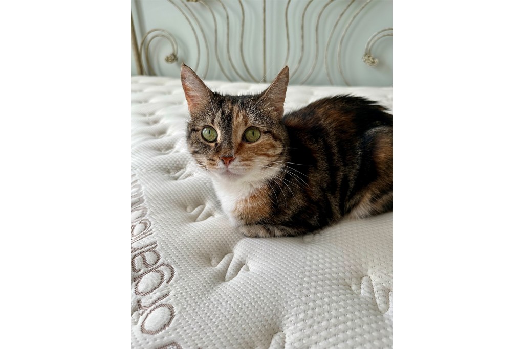 Cat on a mattress