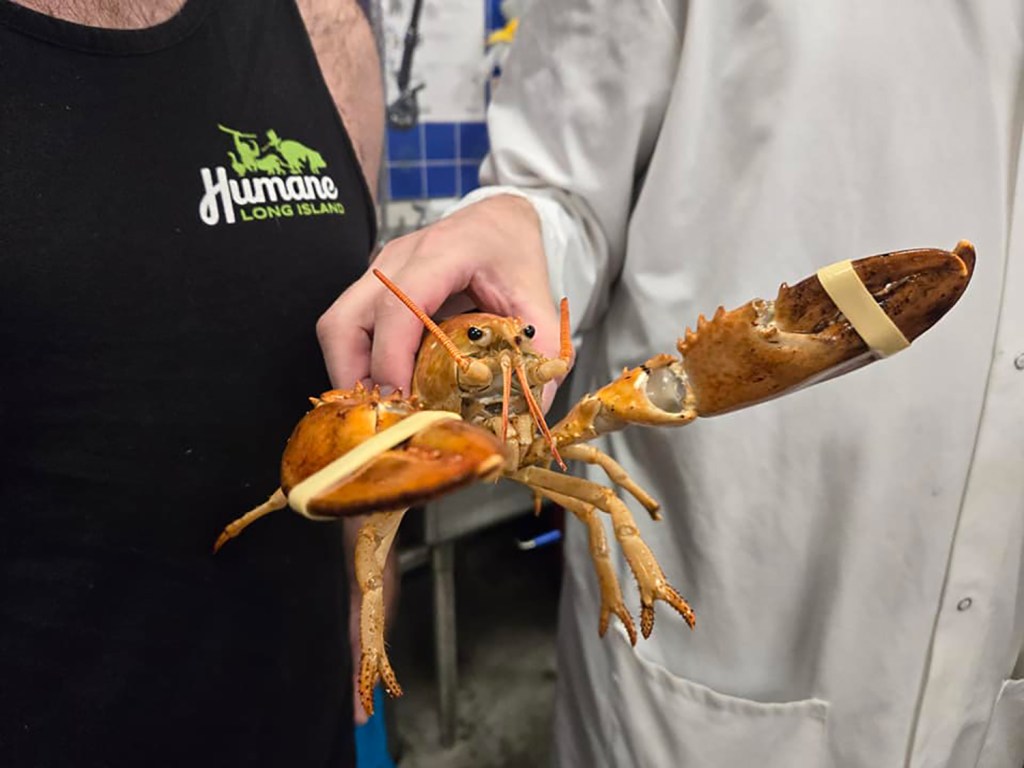 The lobster survived in a Stop & Shop store for nearly two months before it was set free. 