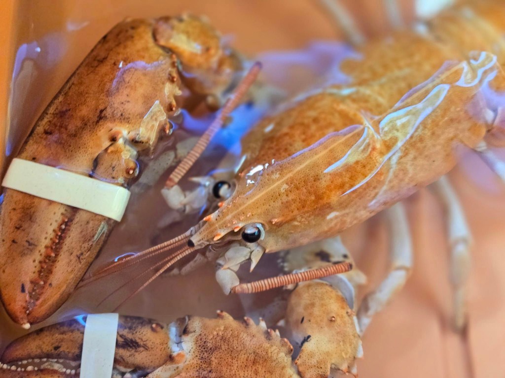 The lobster was a celeb in the supermarket, but could have been sold.