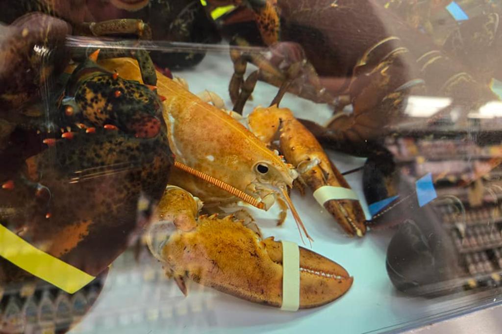 The rare orange lobster is unlike the more common brown lobsters.