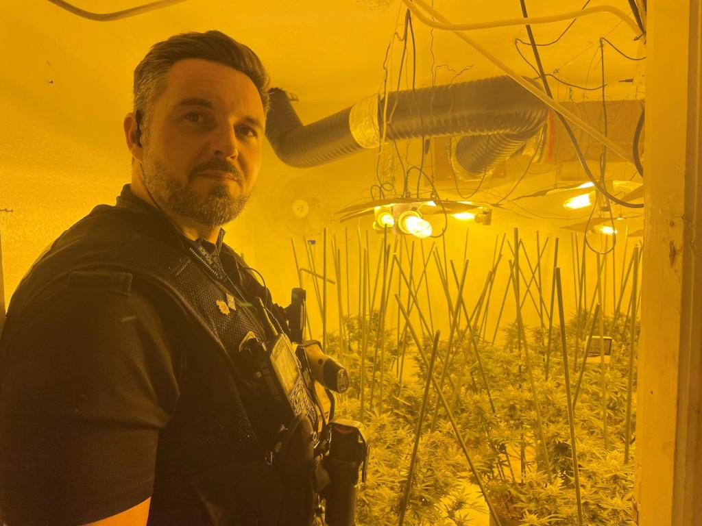 Police officer Matt Shore inspecting a room full of cannabis plants inside a clandestine grow operation located in empty shops opposite a police station.