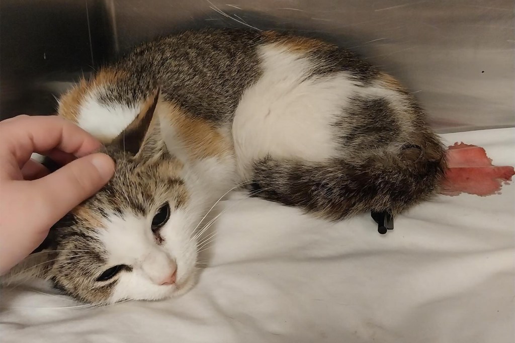 Kimiko was found with an arrow in her thigh last week.