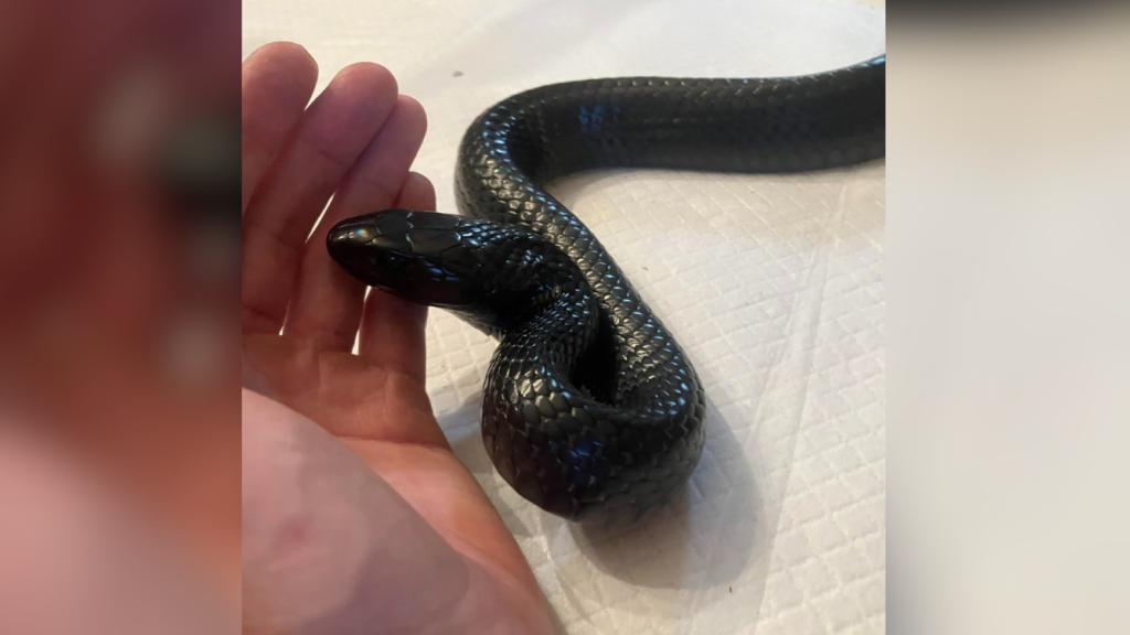 The indigo snake