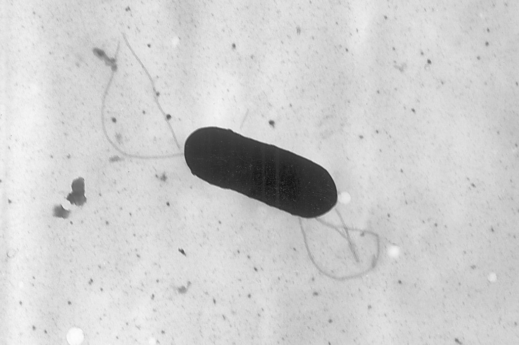 The image above provided by the Centers for Disease Control and Prevention shows a Listeria monocytogenes bacterium when seen under a microscope.