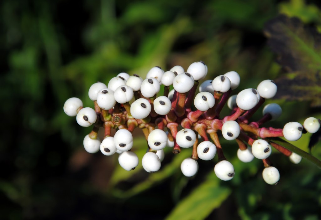 Close up view of the white berries with black stigmas of a doll's-eyes or white baneberry plant