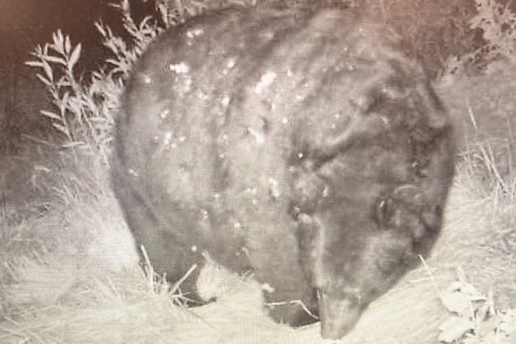 Fat bear lying down in Colorado