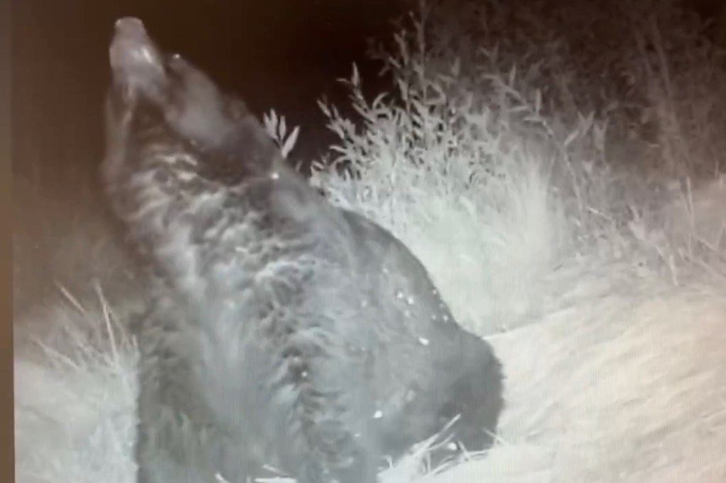 The "absolute unit" of a black bear plopping down to rest following a hearty snack.