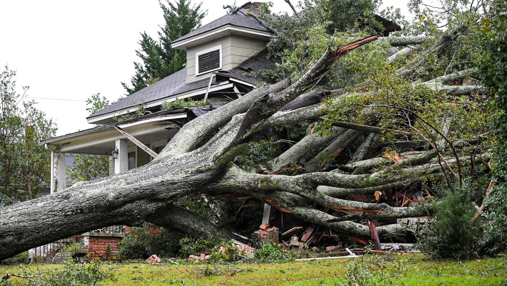 A large oak tree lies on the ground after Helene hit Anderson, South Carolina on Sept. 27, 2024.