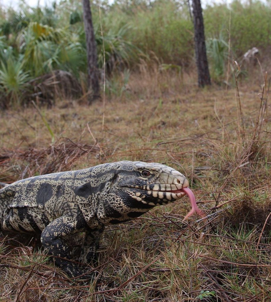 The Argentine black and white tegu is a popular exotic pet that can grow up to 4 feet long.