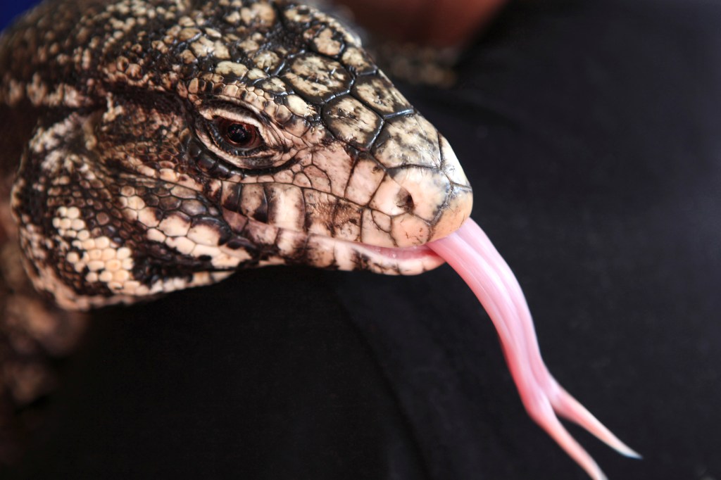 A black and white Tegu lizard sticks out its tongue at the Yebo Gogga exhibition