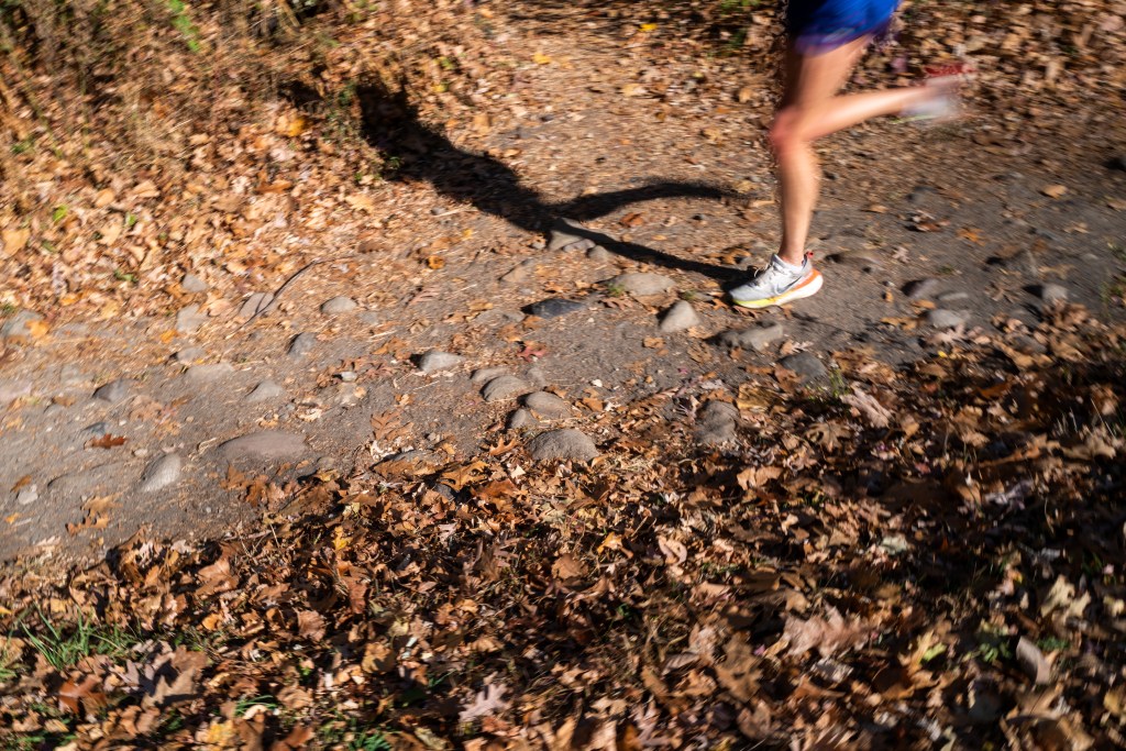 Shriveled and dried leaves and bushes cover the ground at Brooklyn's Prospect Park as New York City and much of the Northeast experiences drought conditions on November 15, 2024, in New York City.