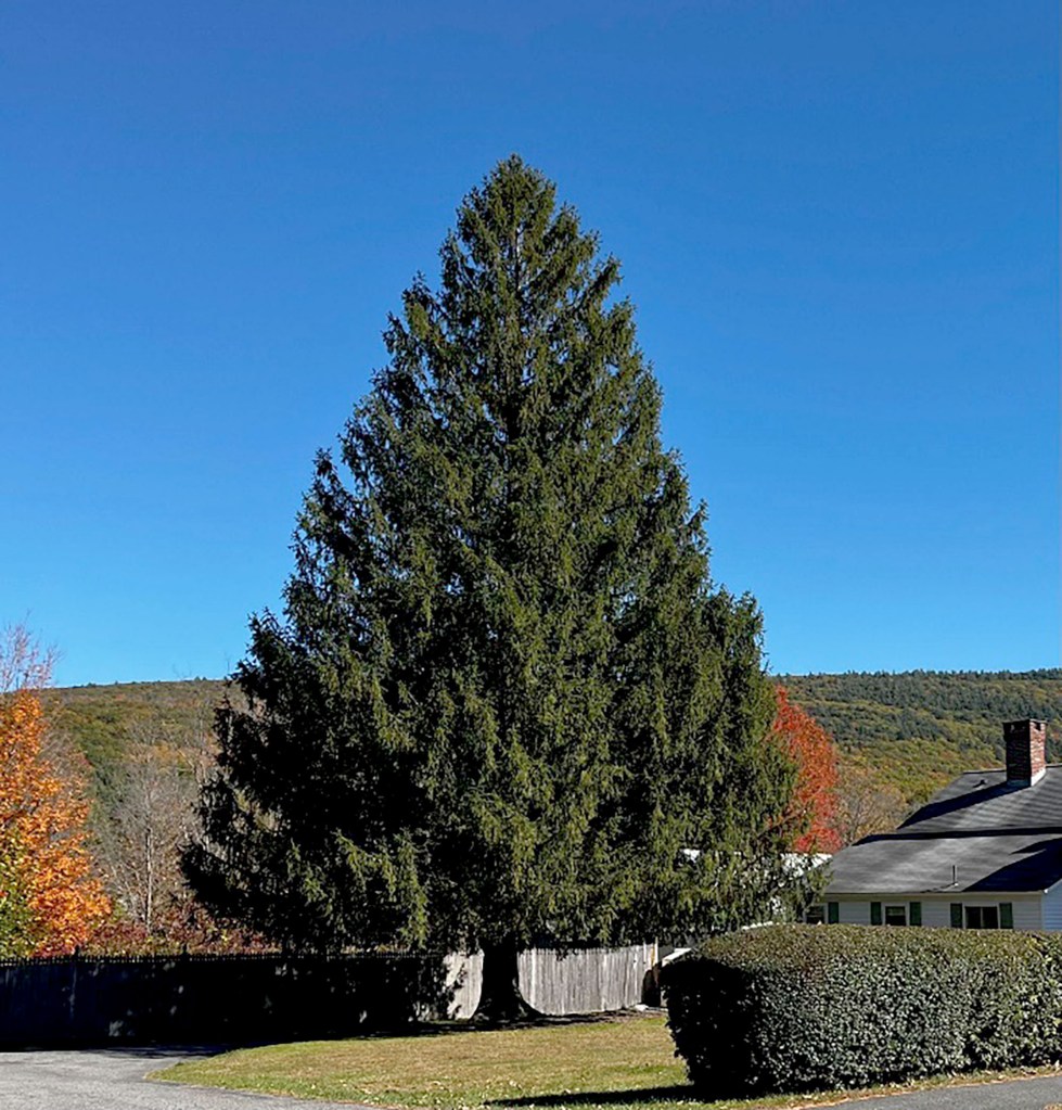 A massive Norway spruce was chopped down in Massachusetts Thursday to be the Rockefeller Center Christmas tree. 