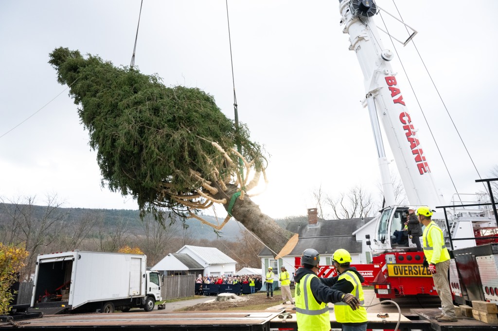 This year's Rockefeller Center Christmas Tree, a 74-foot tall, 11-ton Norway Spruce, that has been wrapped for transport, is craned onto a flatbed truck, Thursday, Nov. 7, 2024, in West Stockbridge, MA