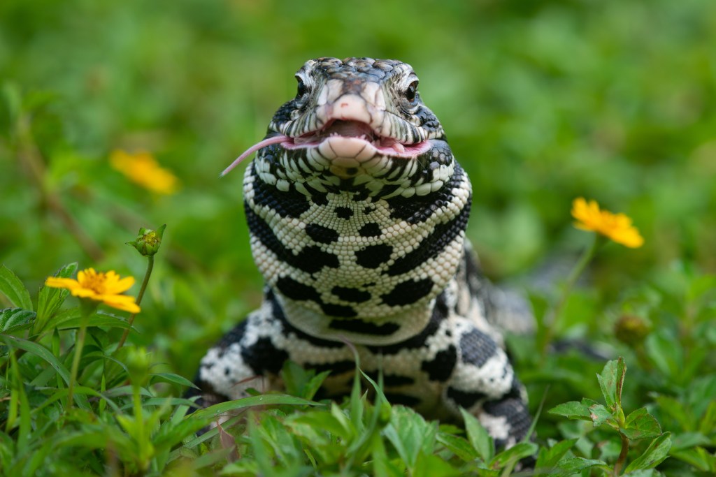 Black and white tegu lizard, Salvator merianae, sunbathing in a field of yellow flowers with its tongue out