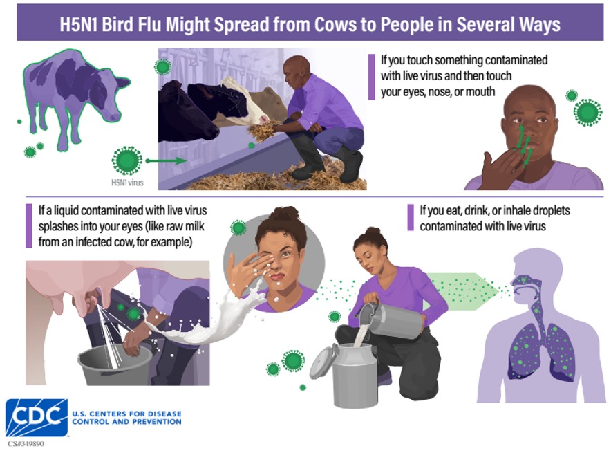 Bird flu from cows to people CDC