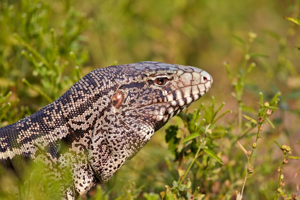 A Tégu commun (Tupinambis teguixin) lizard in the grass situated in the Pantanal region, Mato Grosso, Brazil, photographed by Sylvain Cordier.