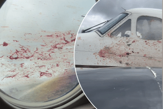 Alaska plane splattered in blood after gruesome bird strike