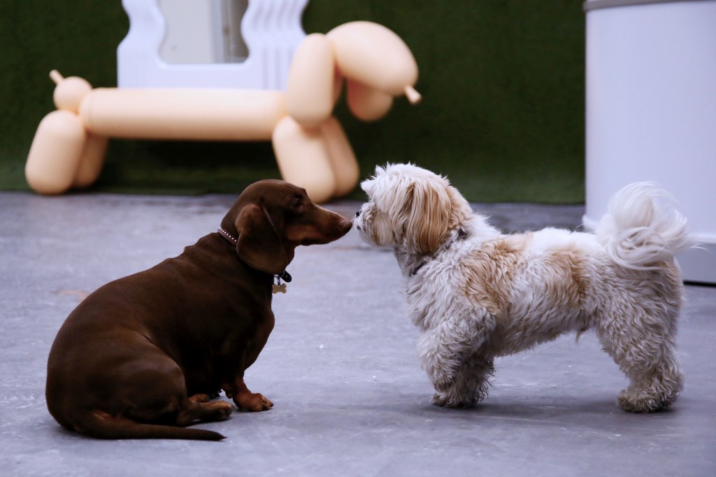 A daschund and shit tzu play together at Happy Tails in Tribeca