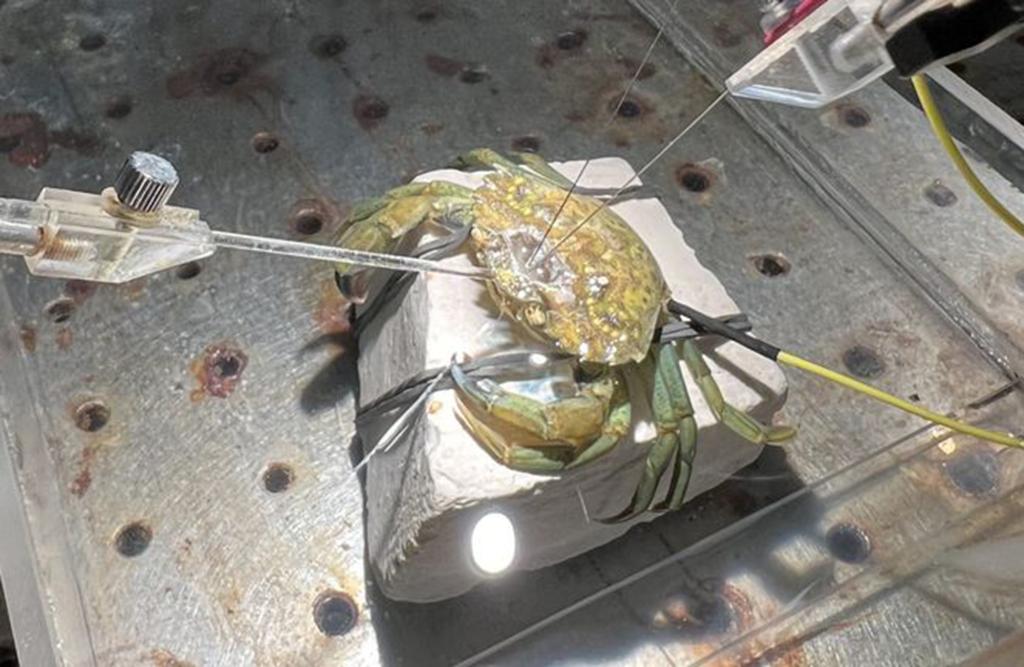 Electrodes measuring brain activity were attached to shore crabs which were then exposed to noxious stimuli in order to measure the central nervous system activity of the creatures.