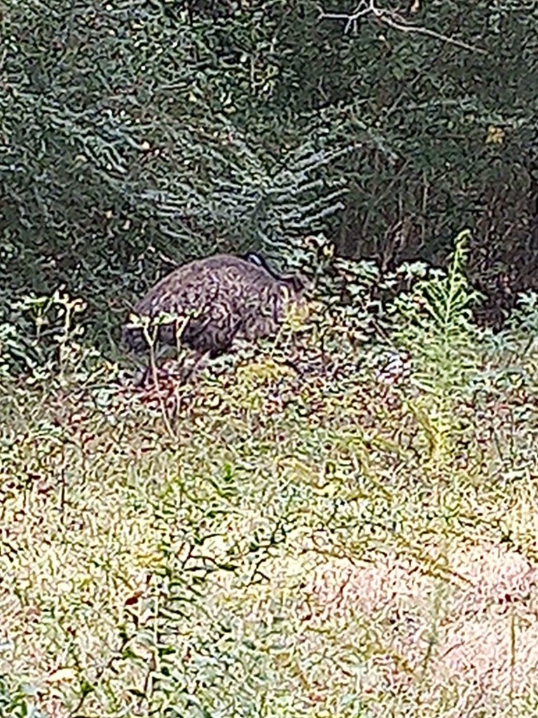 Two emus are on the loose in Loris, South Carolina. 