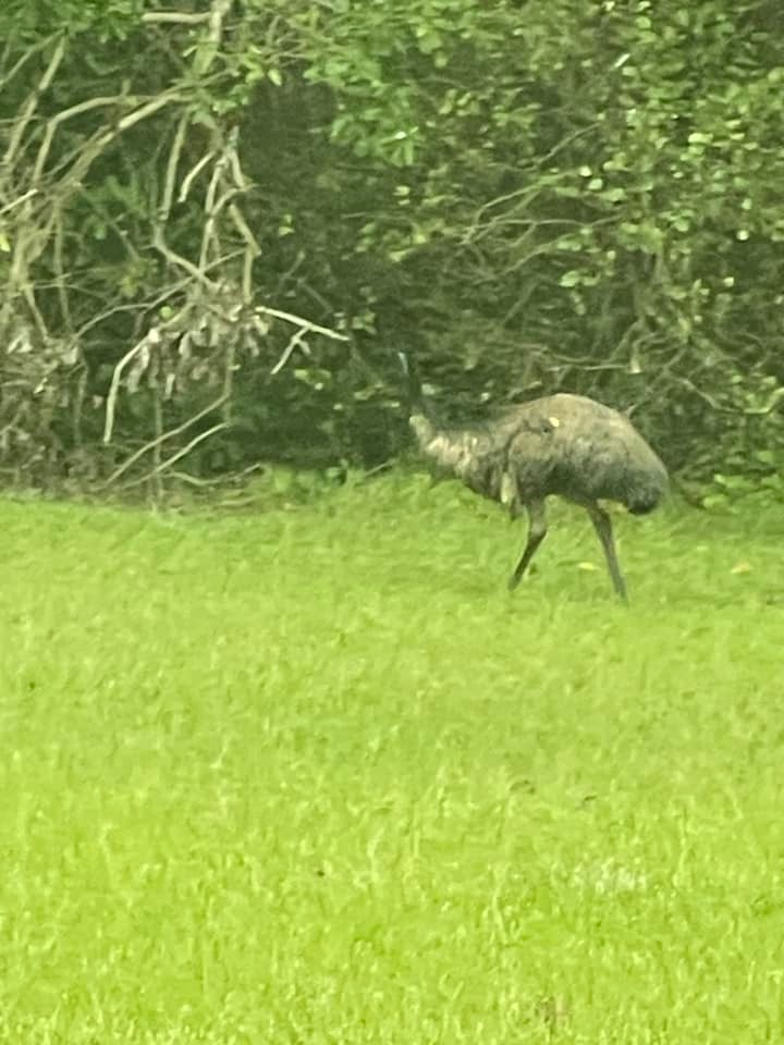 Locals have flocked to social media to report sightings of the elusive, feathered creatures. 