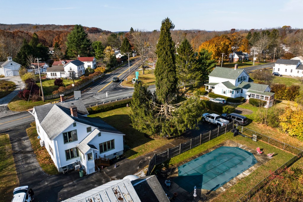 In this image take with a drone, a Norway spruce, this years Rockefeller Center Christmas tree, is prepared for harvest, Wednesday, Oct. 30, 2024, in West Stockbridge, Mass.