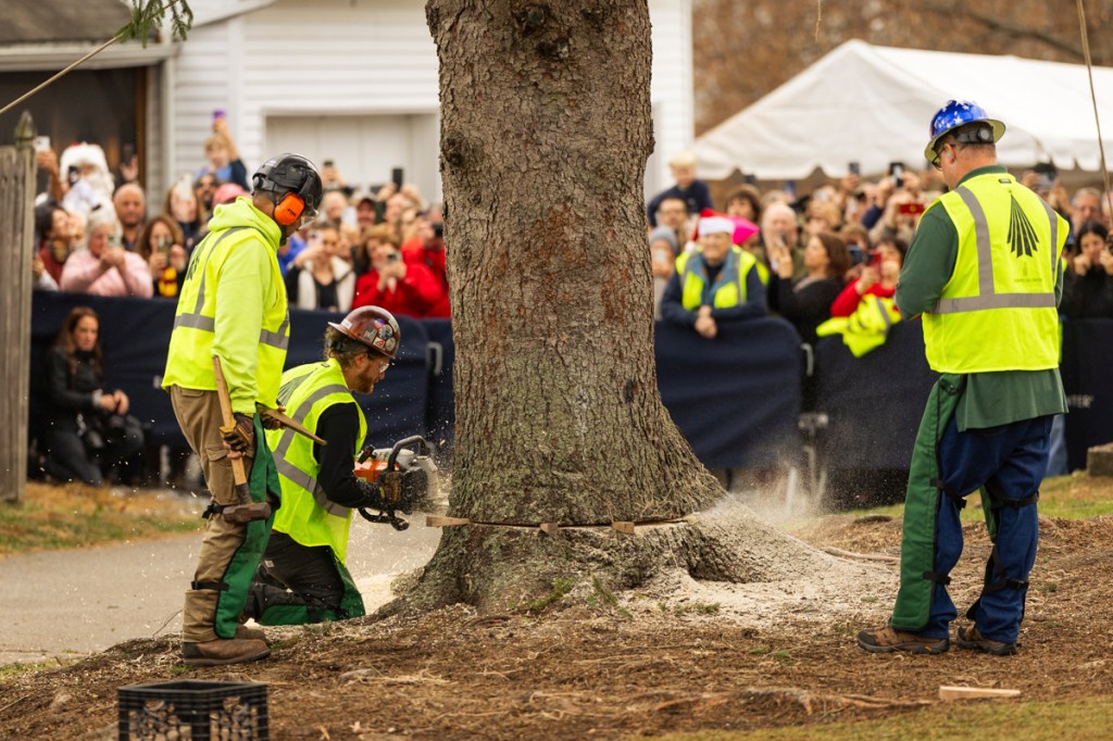 A Norway Spruce that will serve as this year's Rockefeller Center Christmas tree is cut down, Thursday, Nov. 7, 2024 in West Stockbridge, Mass.