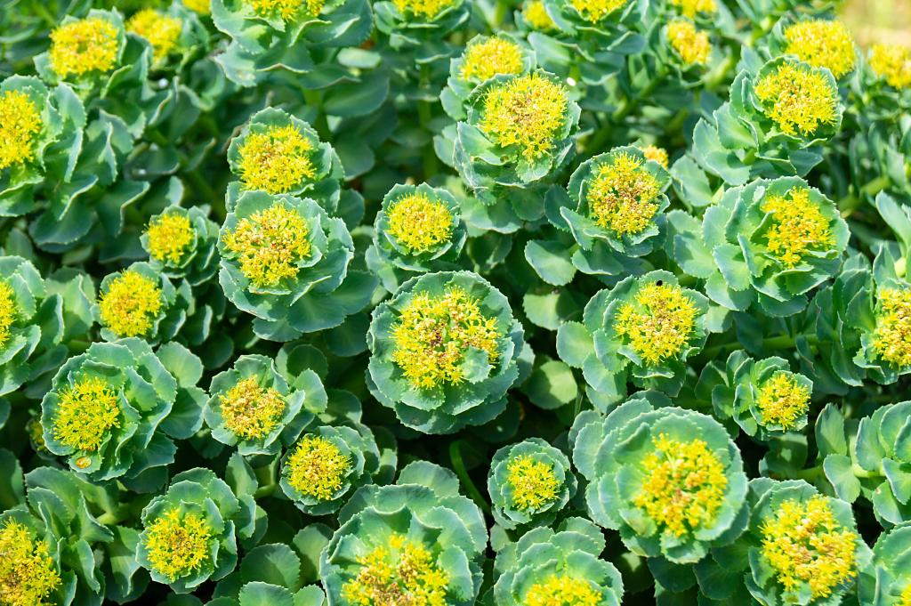 A bed of Rhodiola rosea plants with green leaves and yellow centers.