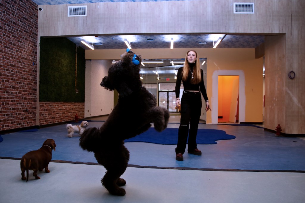 A woman plays with a doodle breed dog at Happy Tails in Tribeca