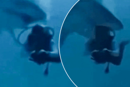 Diver’s head almost eaten by hungry shark