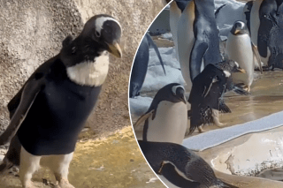 Elderly penguin, 37, gets a custom wetsuit to keep warm