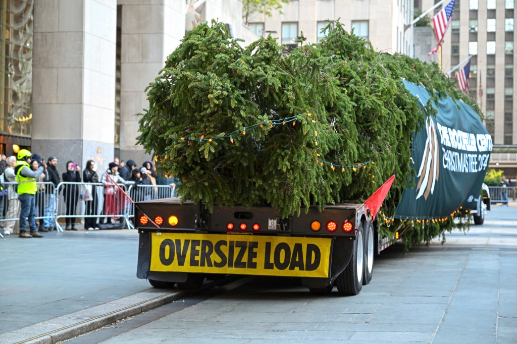 The wrapped 2024 Rockefeller Center Christmas Tree, a 74-foot tall, 11-ton Norway Spruce from West Stockbridge, MA, pulls into Rockefeller Plaza on a flatbed truck, Saturday, Nov. 09, 2024. 