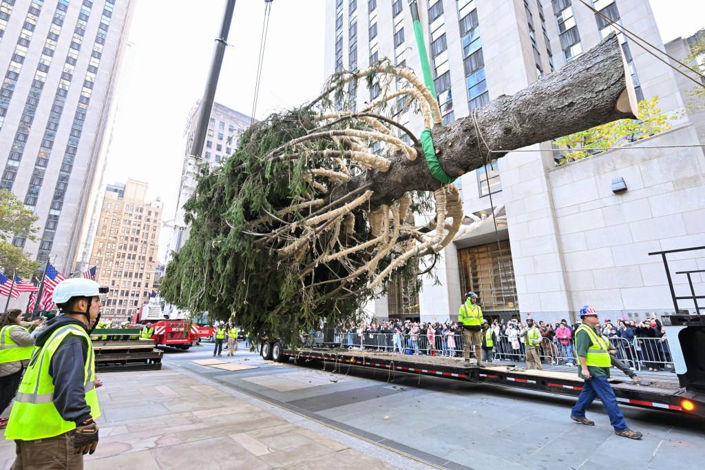 The wrapped 2024 Rockefeller Center Christmas Tree, a 74-foot tall, 11-ton Norway Spruce from West Stockbridge, MA,Â is suspended in air in front of 30 Rockefeller Plaza, Saturday, Nov. 09, 2024, in New York. 