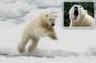 Husband leaps onto polar bear that lunged at wife in surprise attack: police