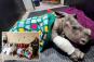 Baby rhino attacked by hyena expected to make full recovery thanks to group of knitting grannies