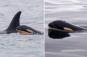 Killer whale mom who carried her dead baby for 17 days across 1,000 miles of ocean gives birth to new calf