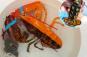 Ultra-rare lobster discovered in grocery store by 'very sympathetic shopper' 