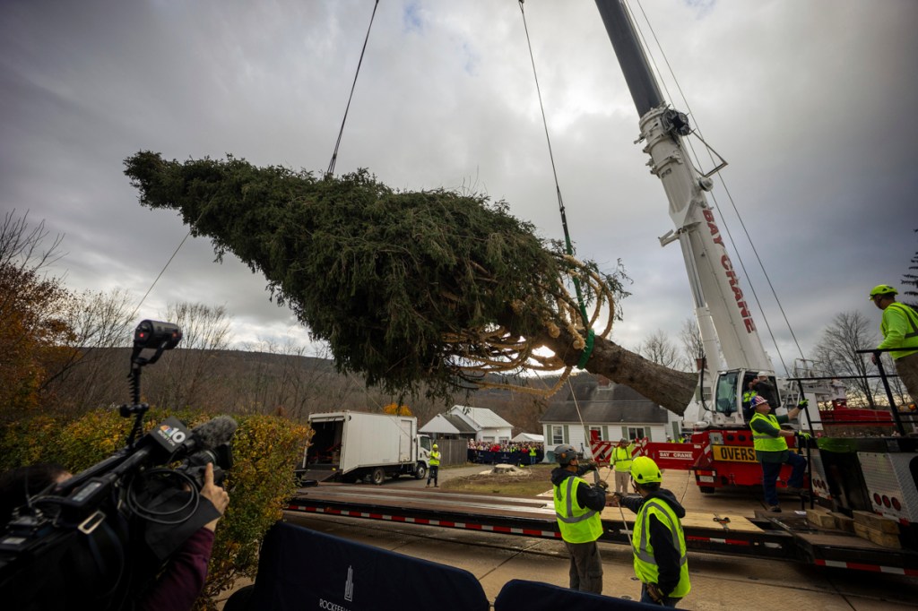 A Norway Spruce that will serve as this year's Rockefeller Center Christmas tree is cut down, Thursday, Nov. 7, 2024 in West Stockbridge, Mass