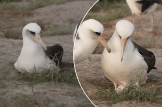 At 74, ‘world’s oldest’ albatross hopes to become a mom again